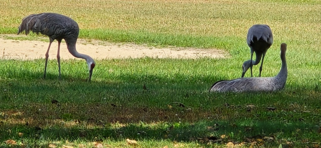 Sandhill Cranes foraging on baseball diamond.